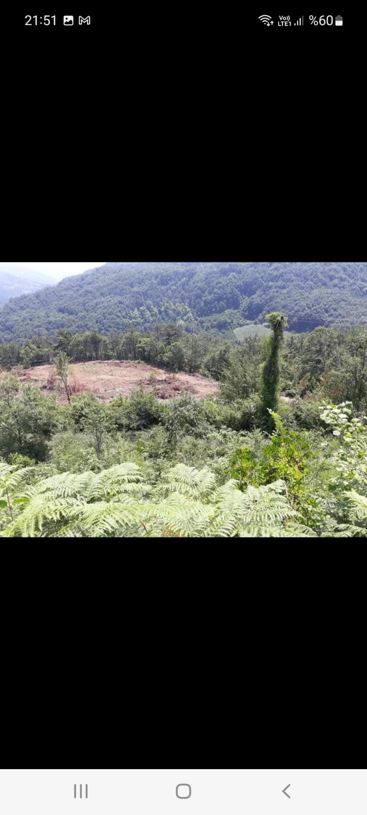 Fotoğraf